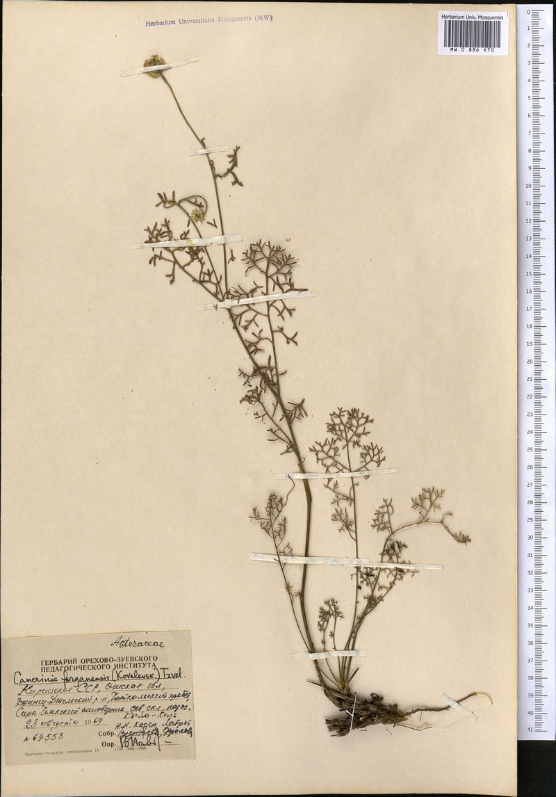 Tanacetopsis ferganensis photo 3
