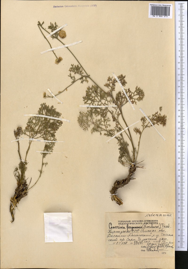 Tanacetopsis ferganensis photo 4