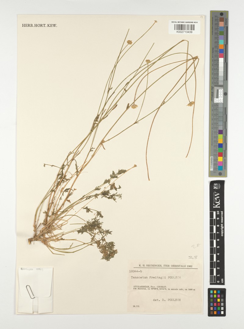 Tanacetopsis freitagii