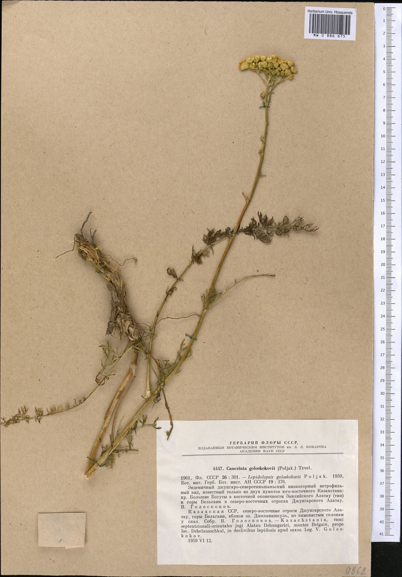 Tanacetopsis goloskokovii