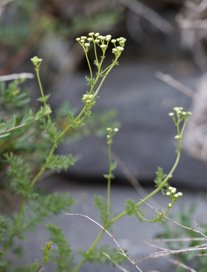 Tanacetopsis karataviensis