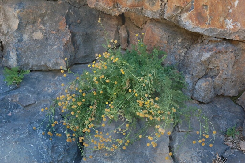 Tanacetopsis karataviensis photo 2