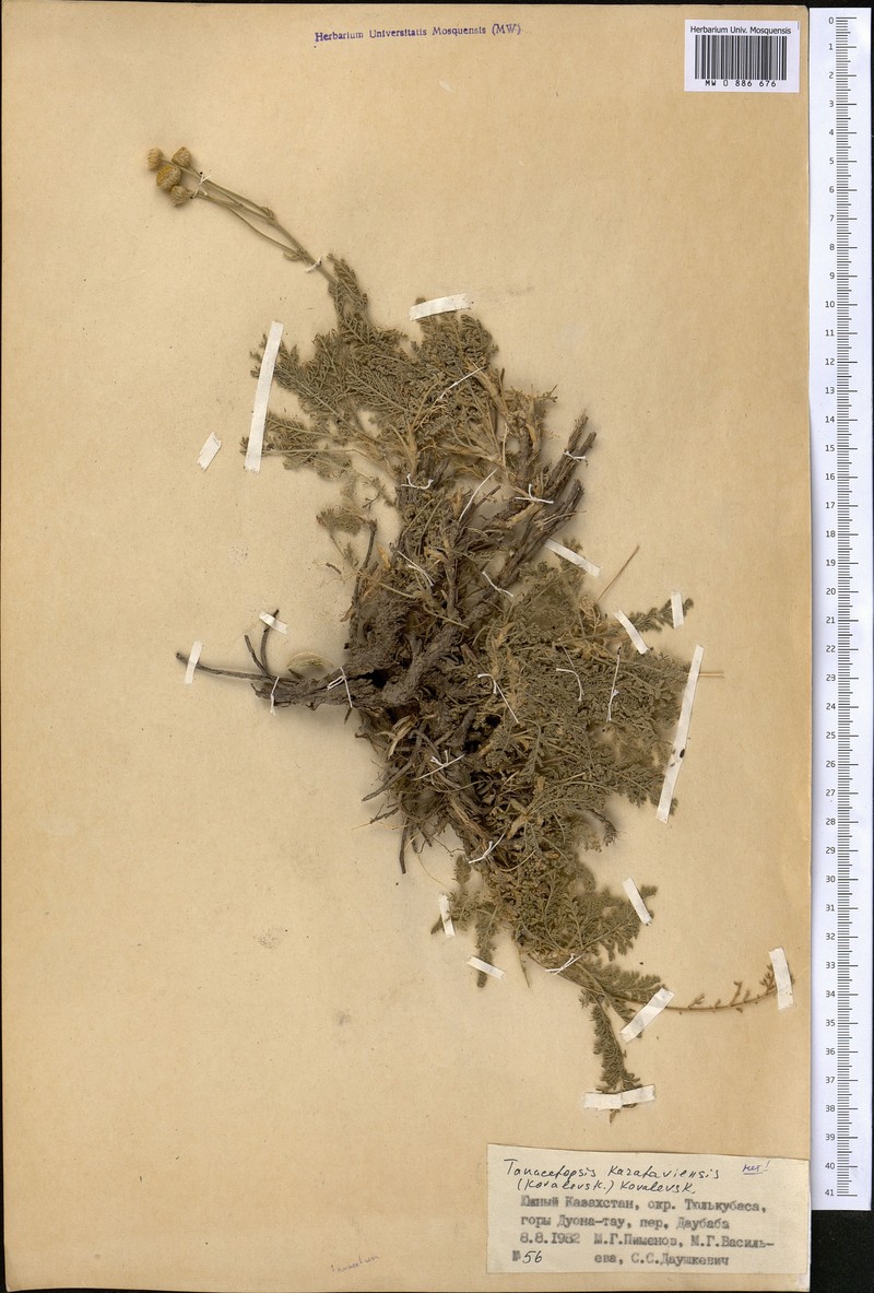 Tanacetopsis karataviensis photo 4