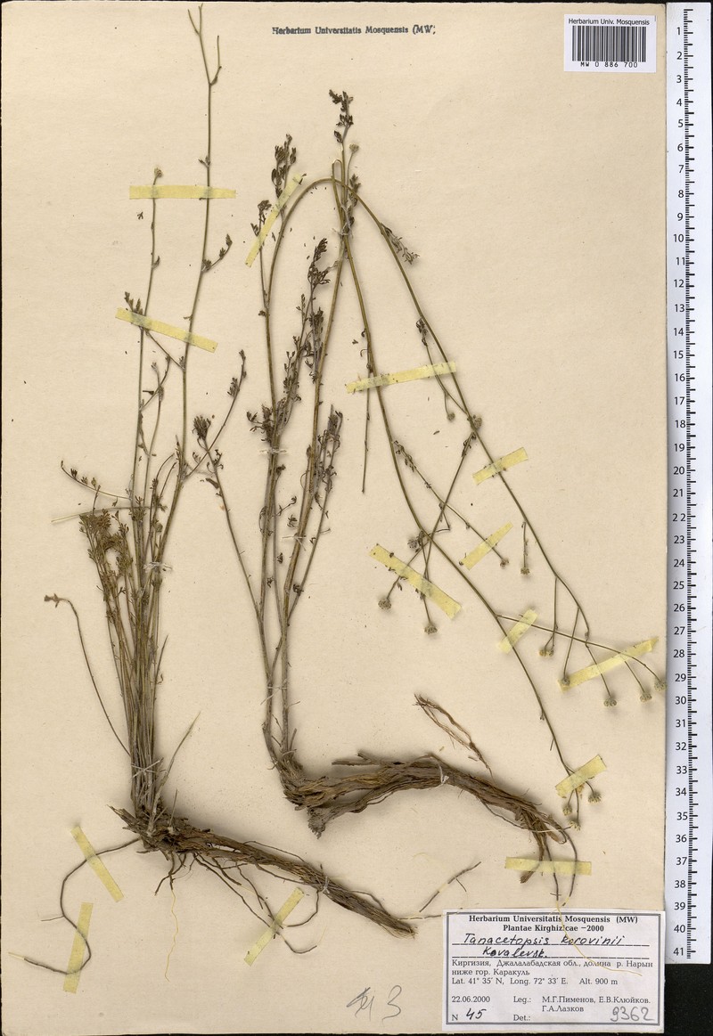 Tanacetopsis korovinii