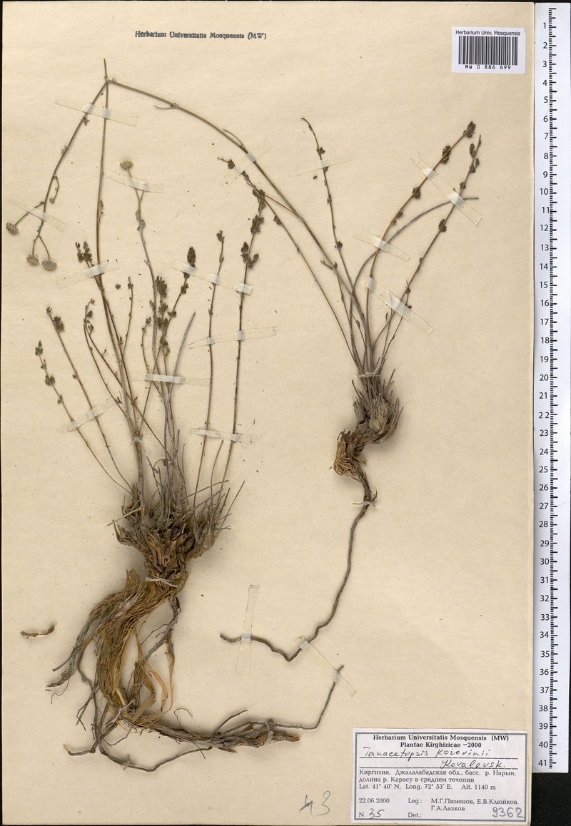 Tanacetopsis korovinii photo 2