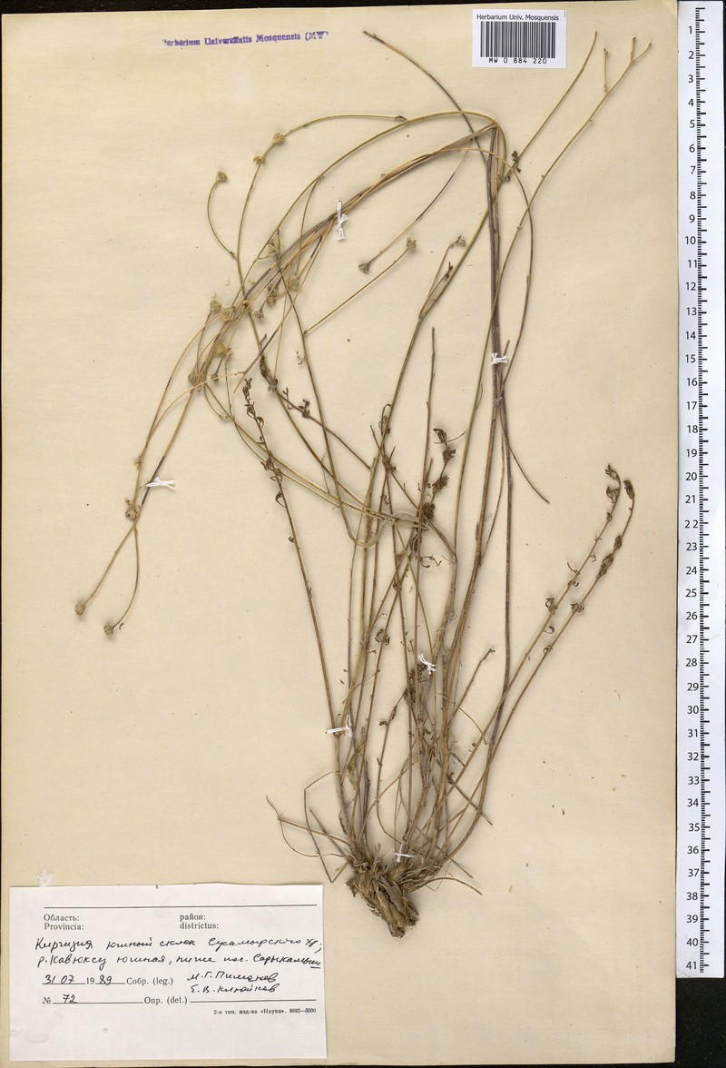 Tanacetopsis korovinii photo 3