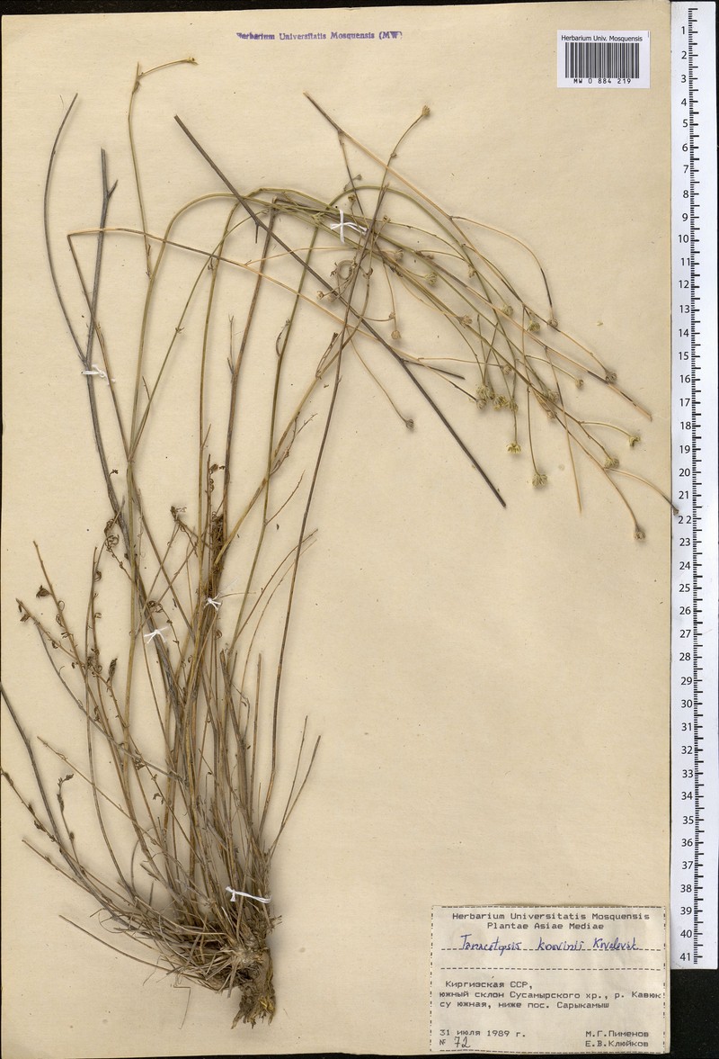 Tanacetopsis korovinii photo 4