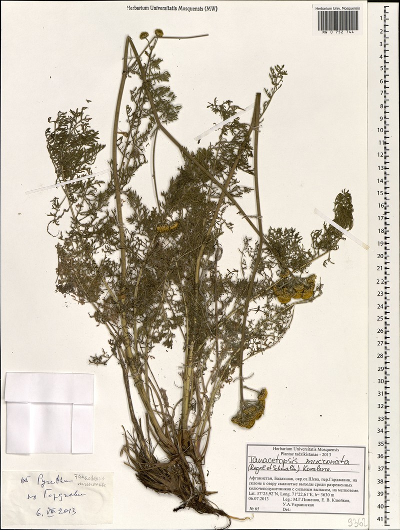 Tanacetopsis mucronata photo 2