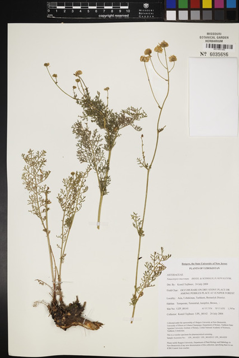 Tanacetopsis mucronata photo 3