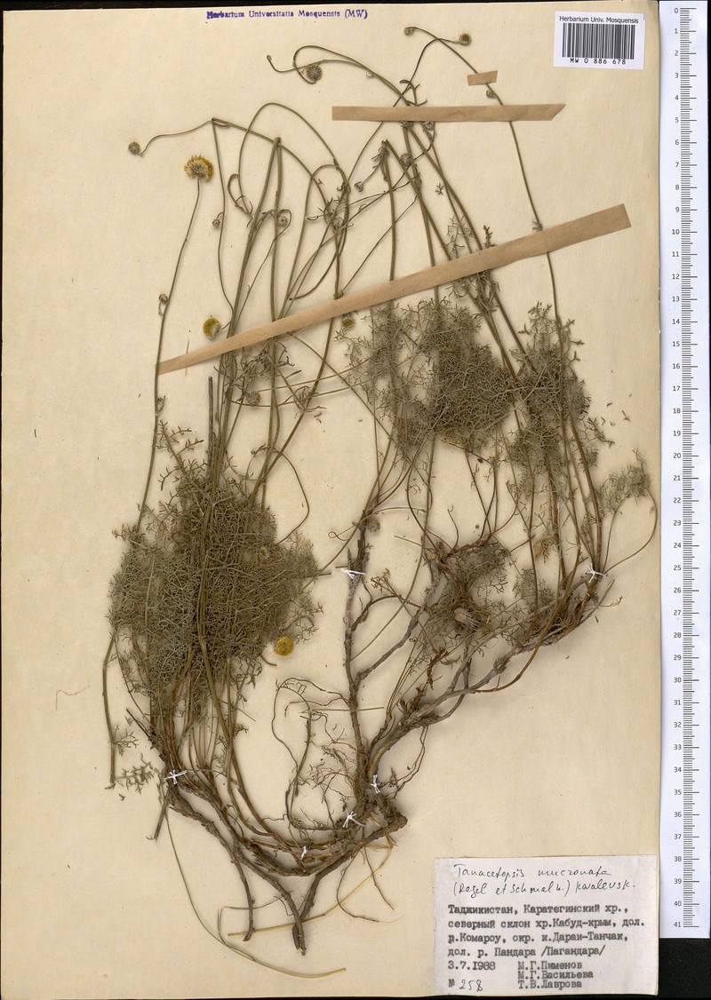 Tanacetopsis mucronata photo 4