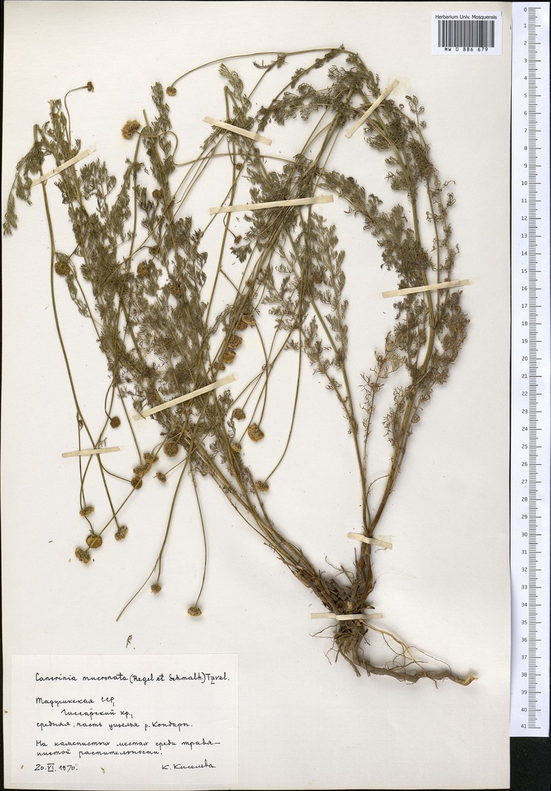 Tanacetopsis mucronata photo 5