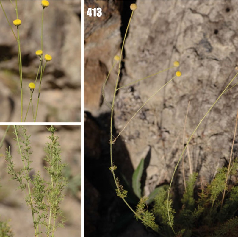 Tanacetopsis mucronata
