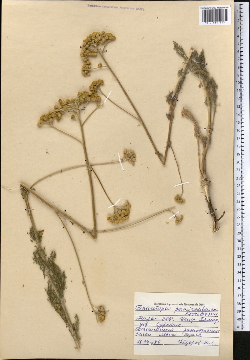 Tanacetopsis pamiralaica photo 2