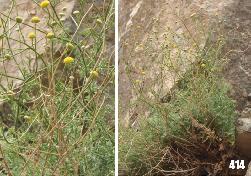 Tanacetopsis pamiralaica