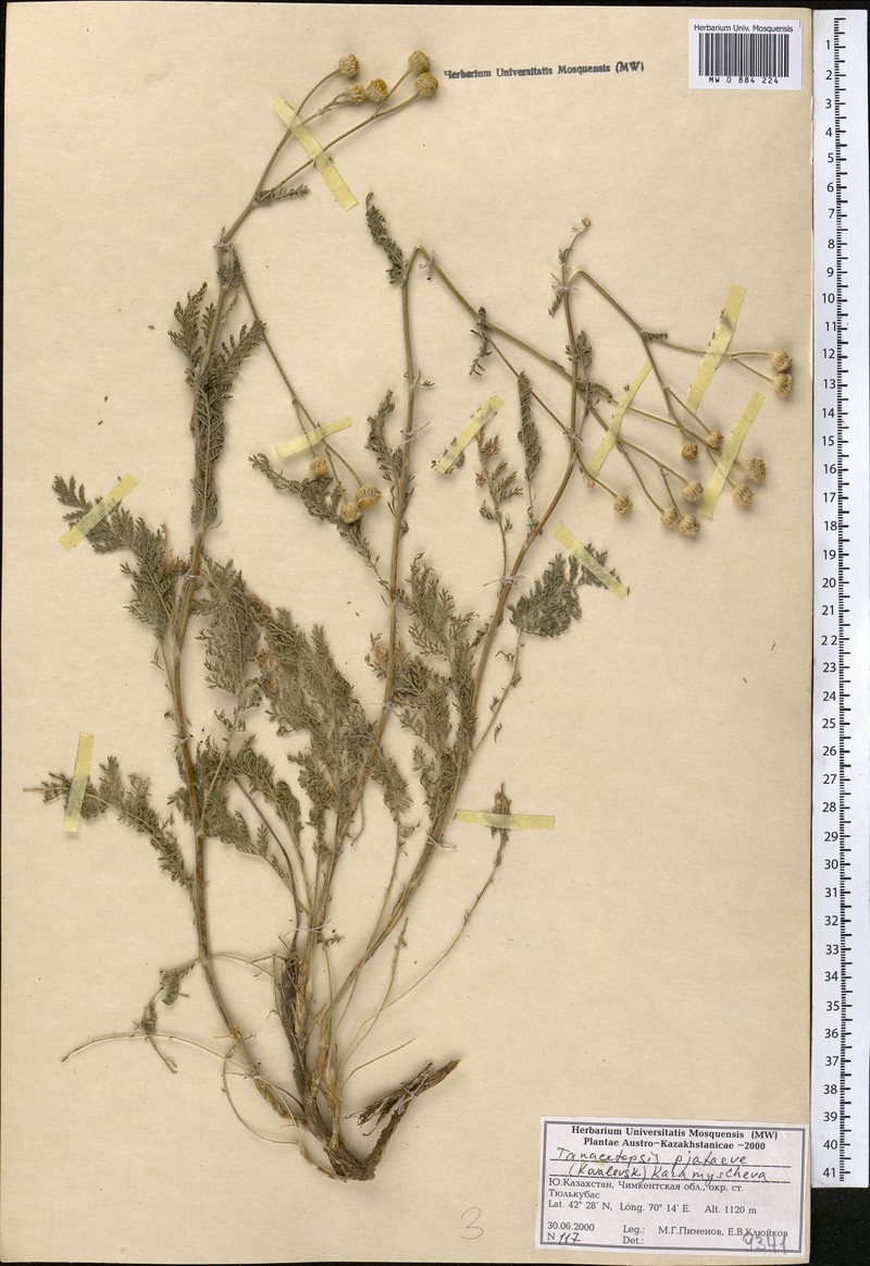 Tanacetopsis pjataevae