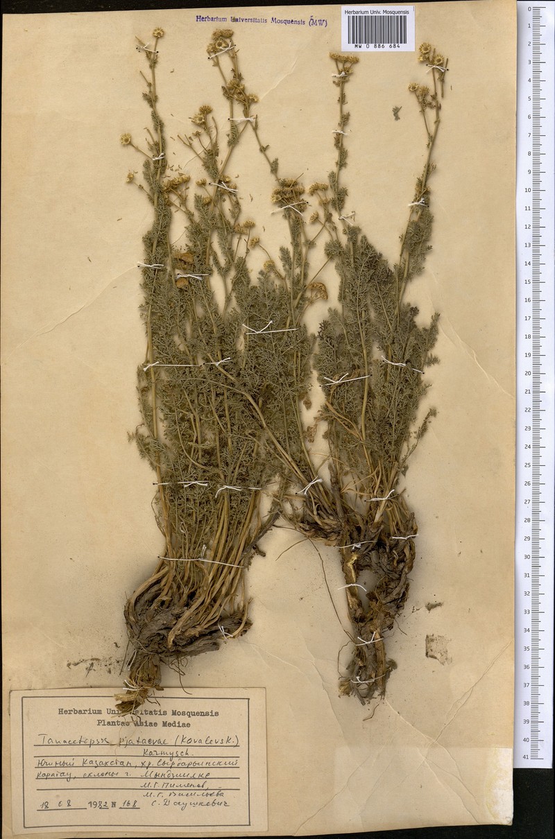 Tanacetopsis pjataevae photo 2