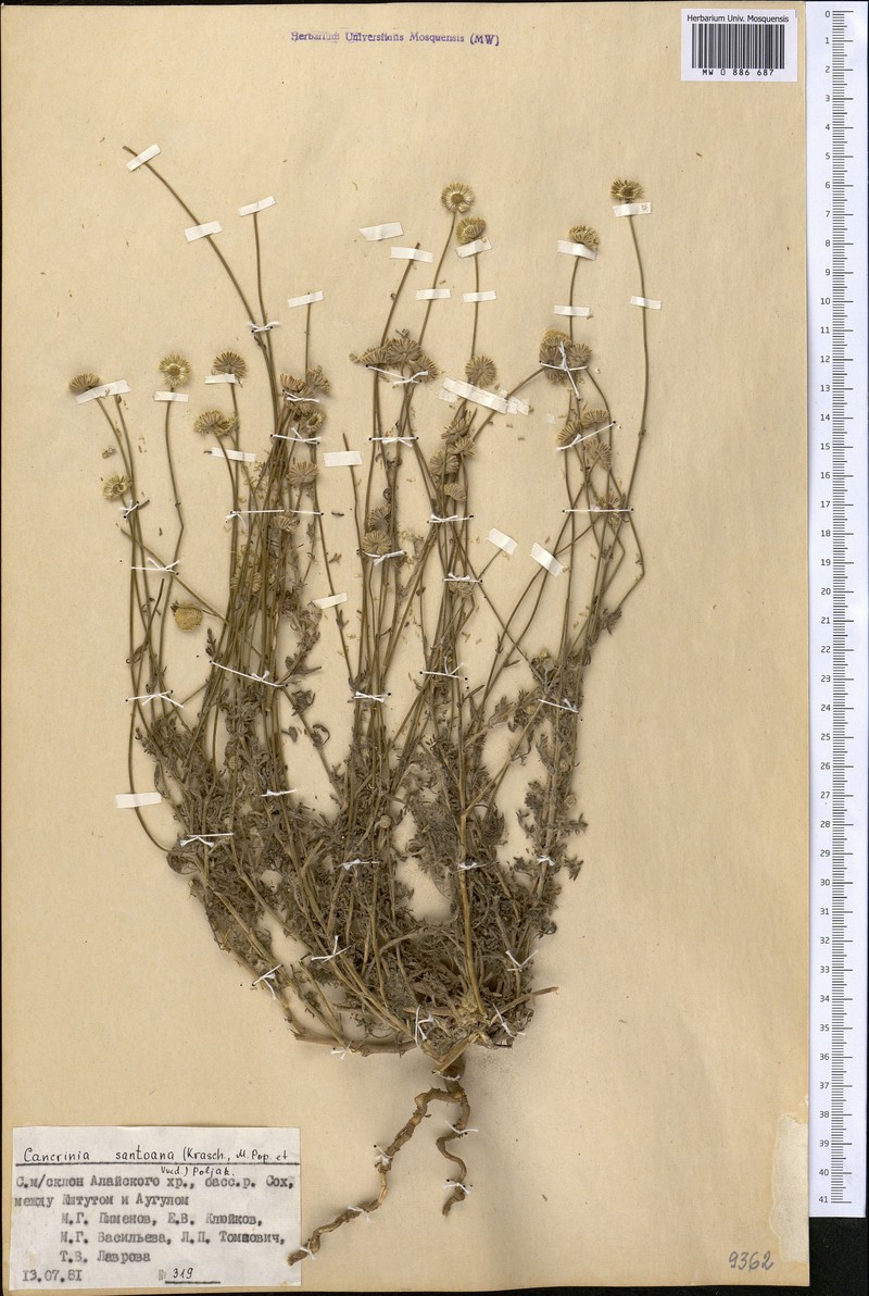 Tanacetopsis santoana photo 2