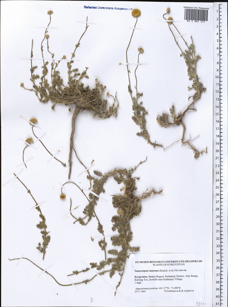 Tanacetopsis santoana photo 3