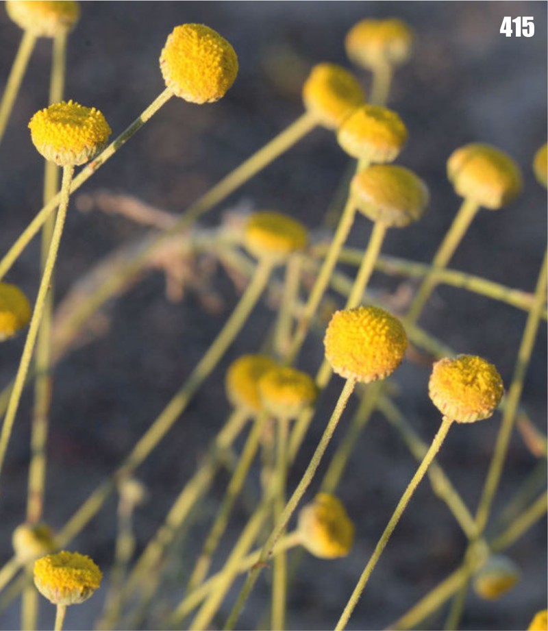 Tanacetopsis santoana