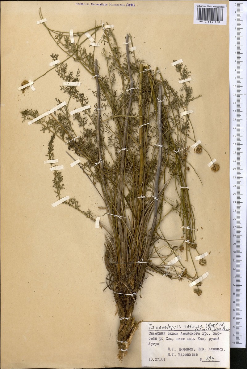 Tanacetopsis setacea