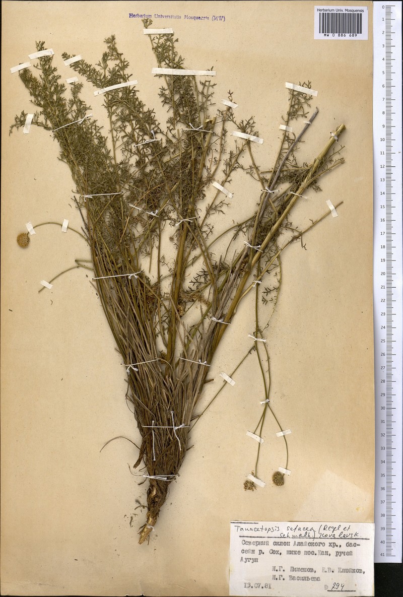 Tanacetopsis setacea photo 2