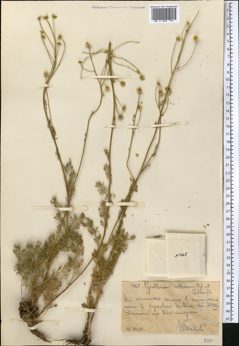 Tanacetopsis setacea photo 3