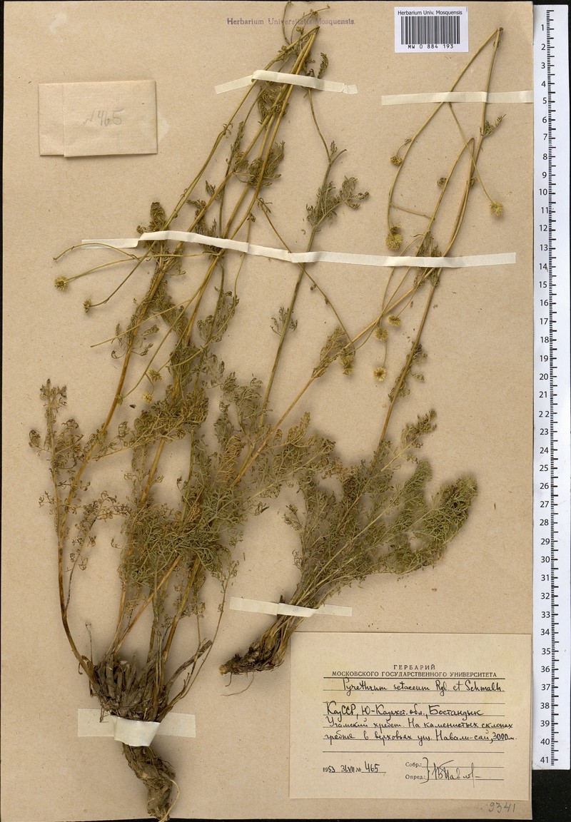 Tanacetopsis setacea photo 4