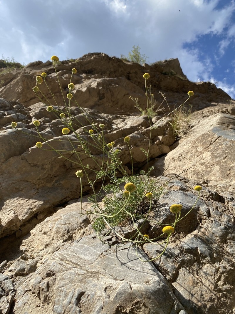 Tanacetopsis submarginata photo 2