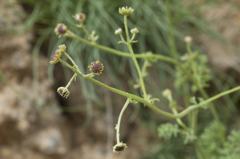 Tanacetopsis submarginata photo 3