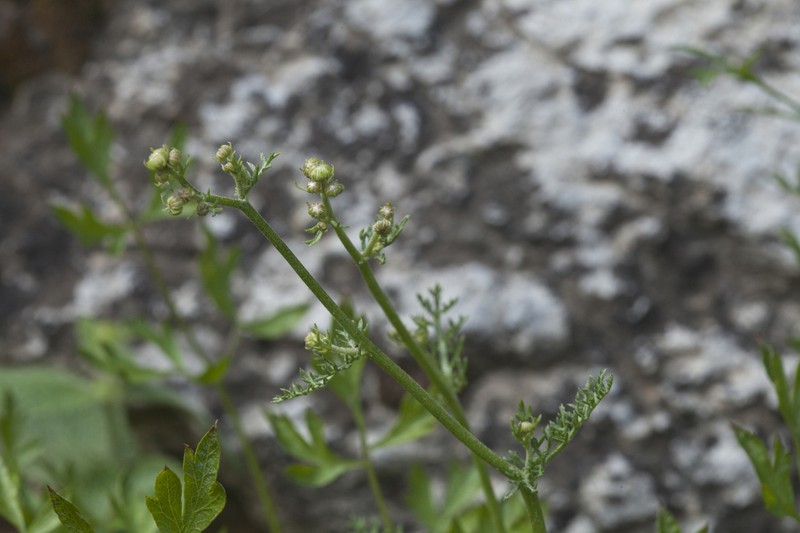 Tanacetopsis submarginata photo 4