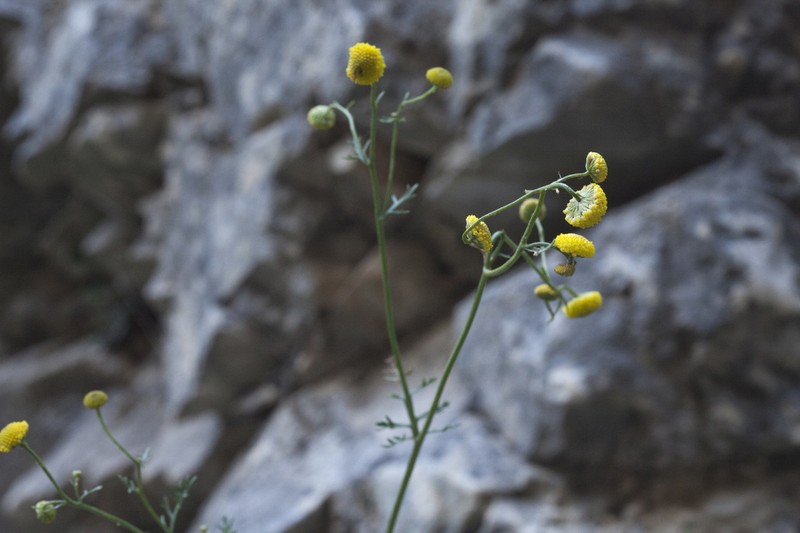 Tanacetopsis submarginata photo 5