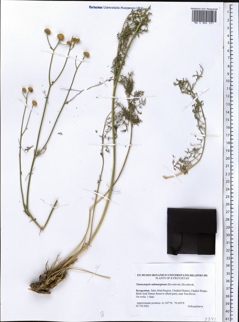Tanacetopsis submarginata photo 6