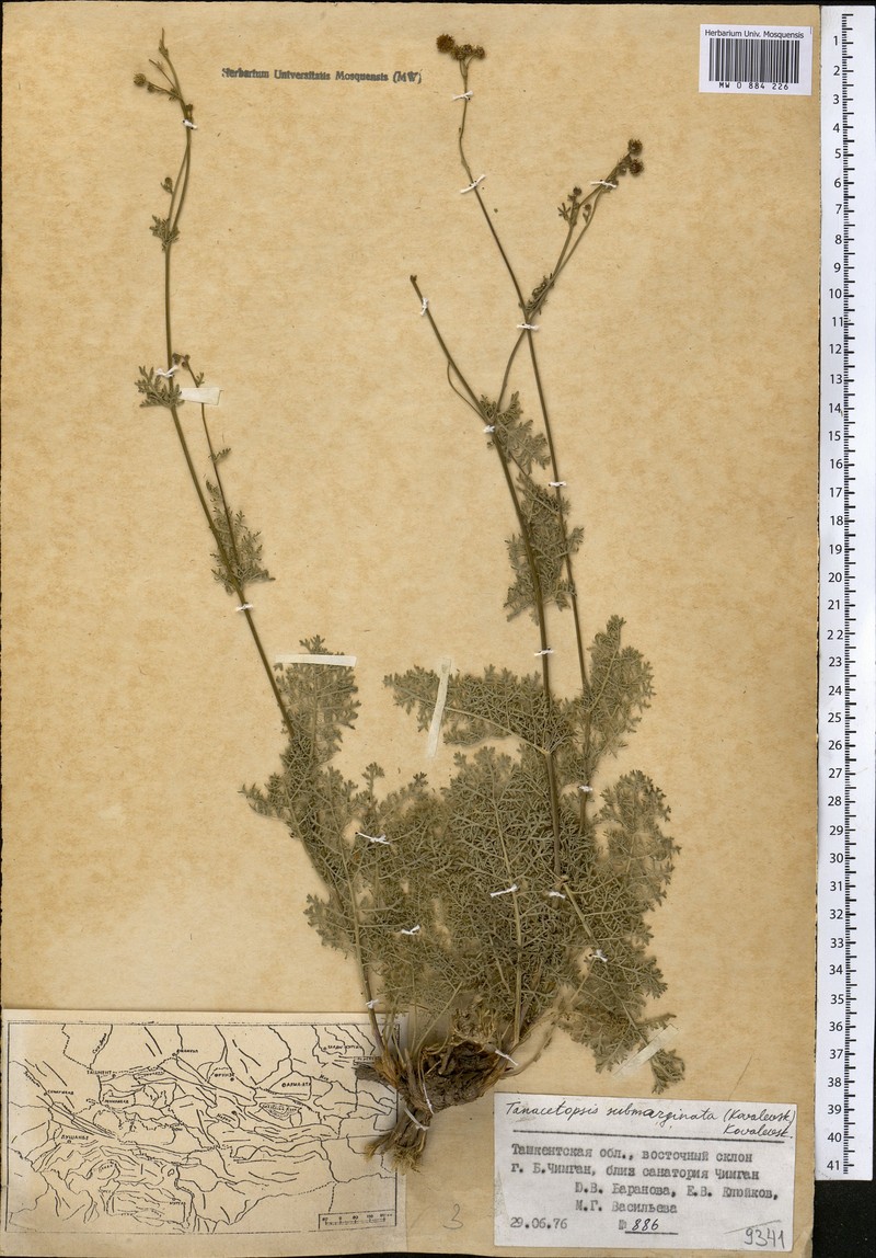 Tanacetopsis submarginata photo 7