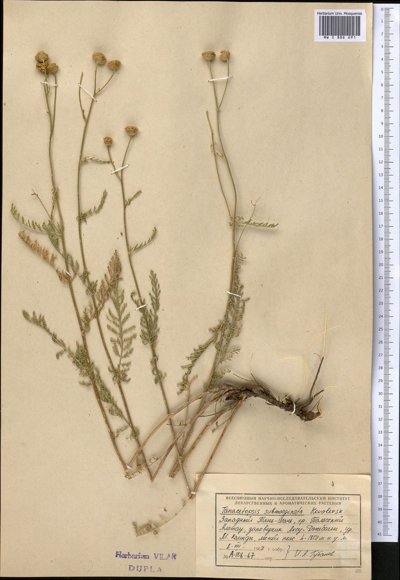 Tanacetopsis submarginata photo 8