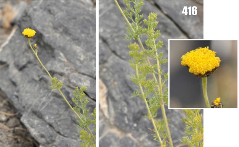 Tanacetopsis submarginata