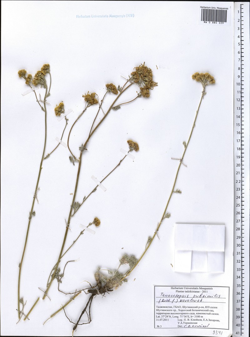 Tanacetopsis subsimilis