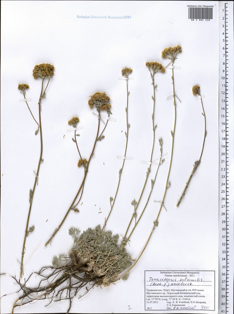 Tanacetopsis subsimilis photo 2