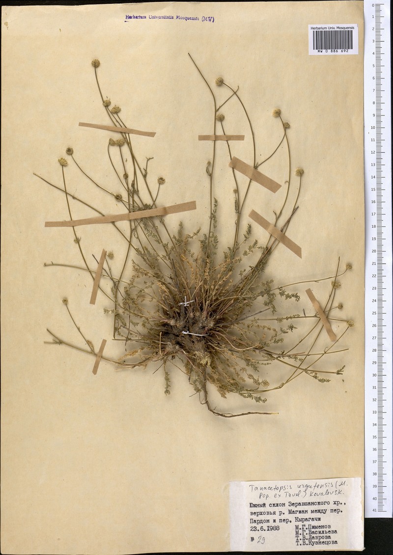 Tanacetopsis urgutensis