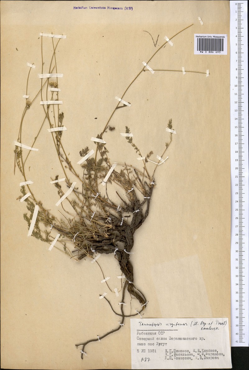 Tanacetopsis urgutensis photo 2