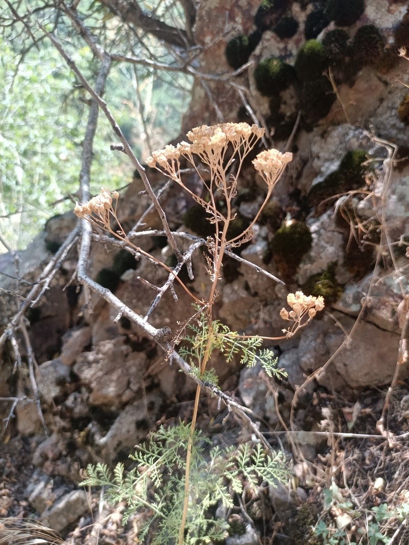 Tanacetum abrotanifolium
