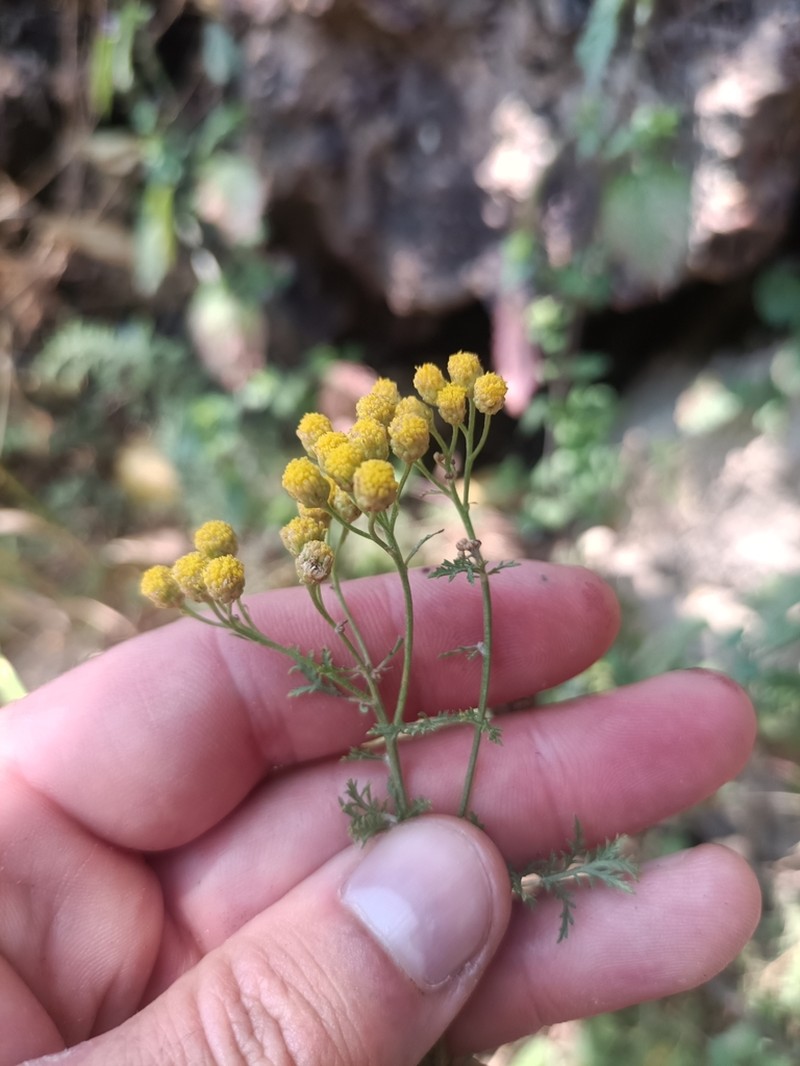 Tanacetum abrotanifolium photo 2