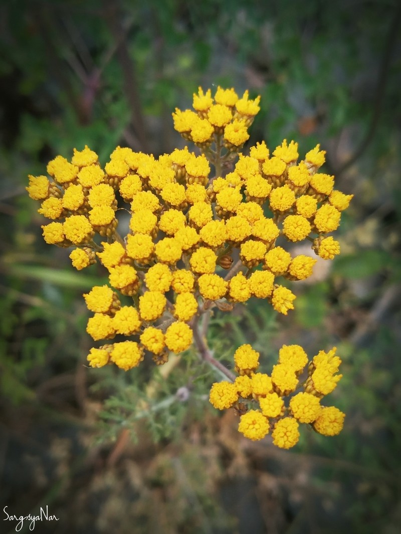 Tanacetum abrotanifolium photo 3