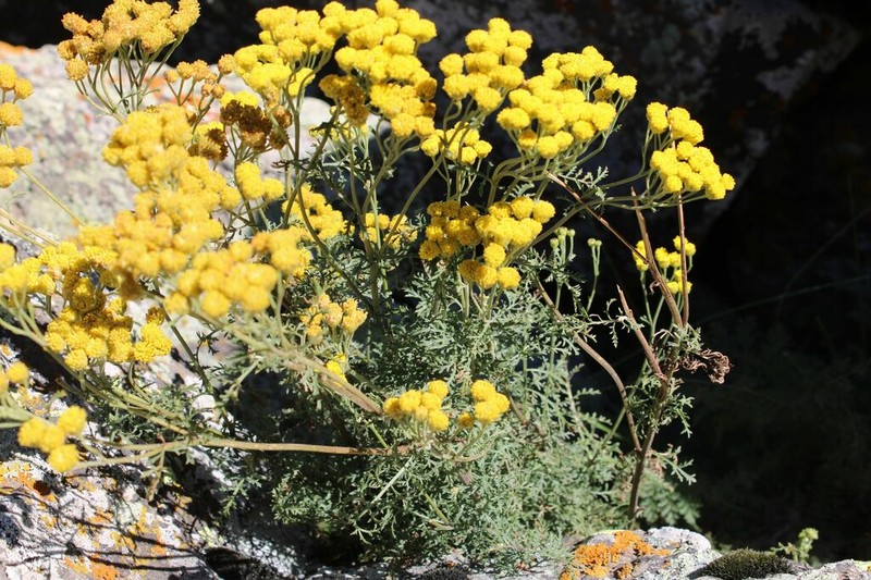Tanacetum abrotanifolium photo 4