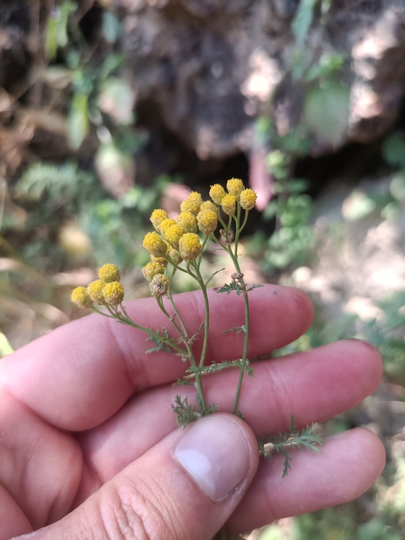 Tanacetum abrotanifolium photo 5