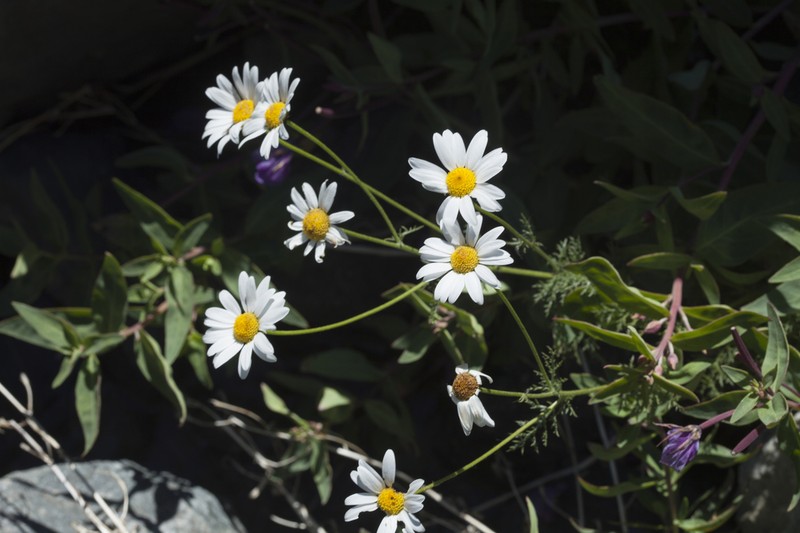 Tanacetum abrotanoides photo 4