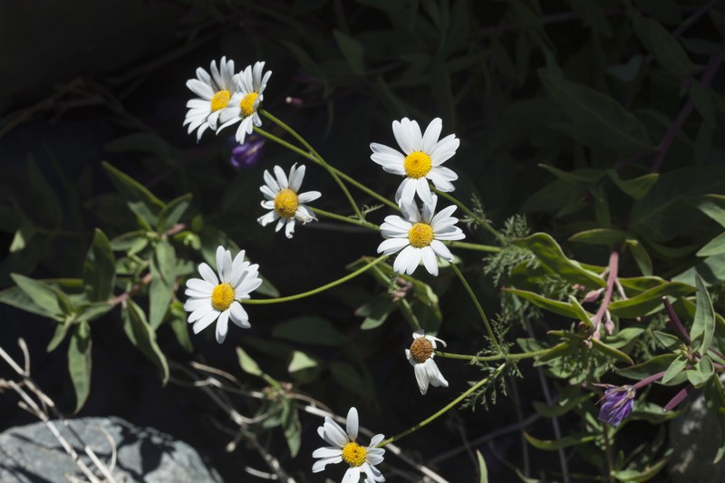 Tanacetum abrotanoides photo 5
