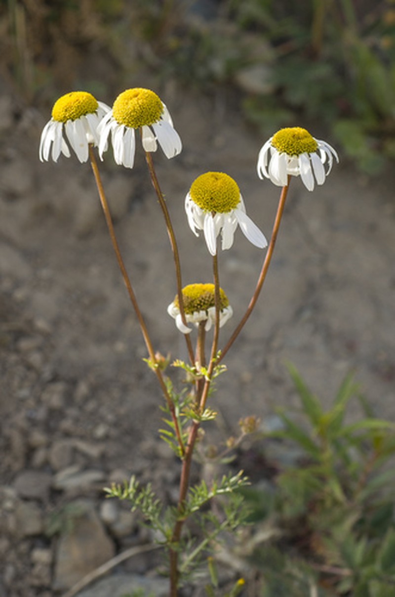 Tanacetum abrotanoides photo 6
