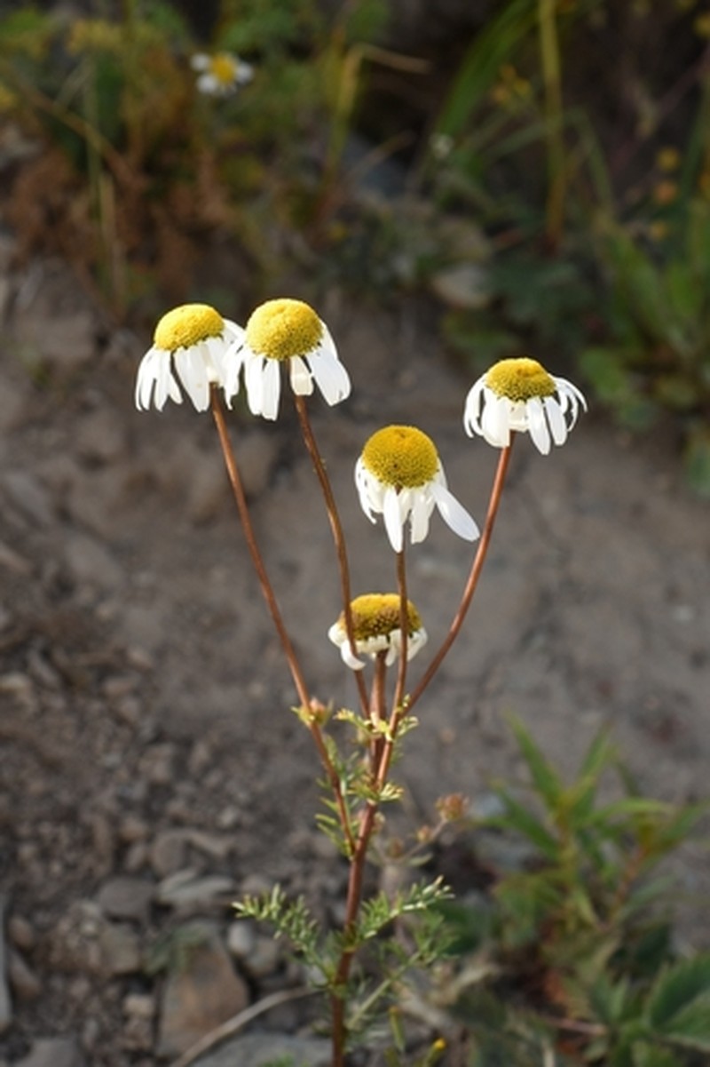 Tanacetum abrotanoides photo 7
