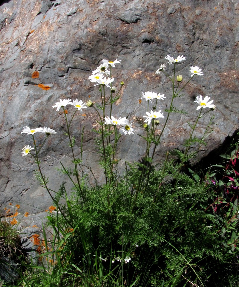 Tanacetum abrotanoides photo 8