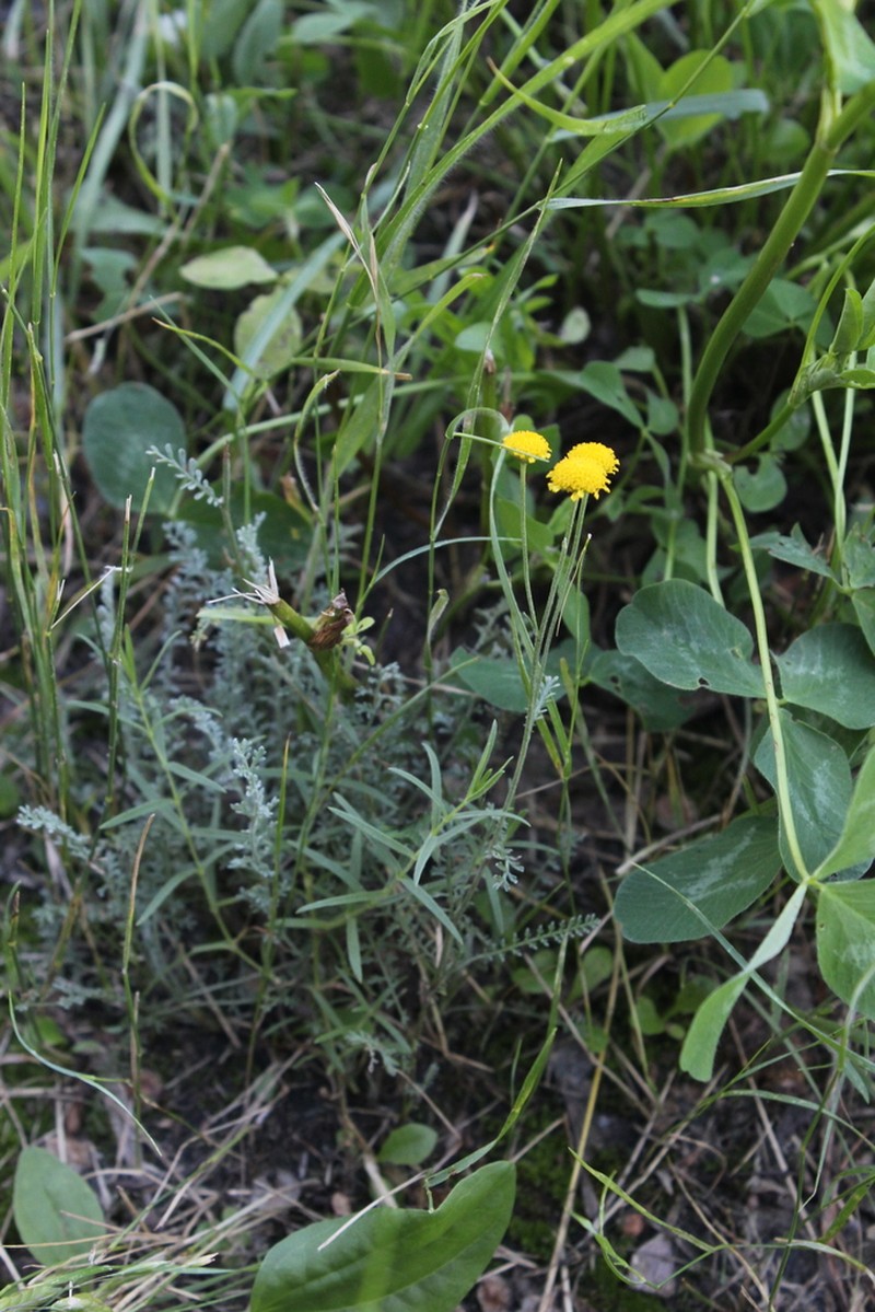 Tanacetum achilleifolium